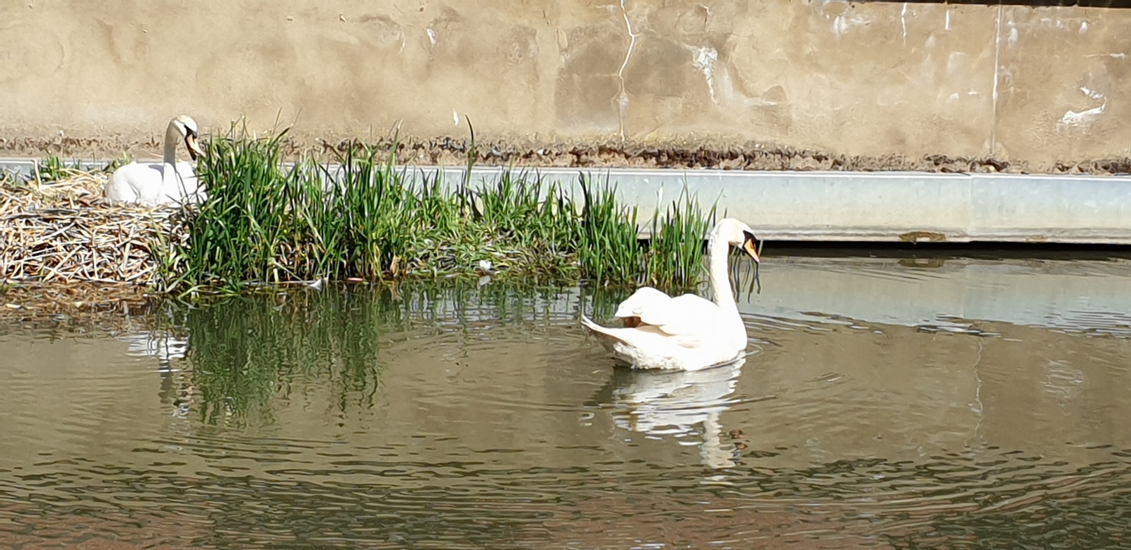 Swan
