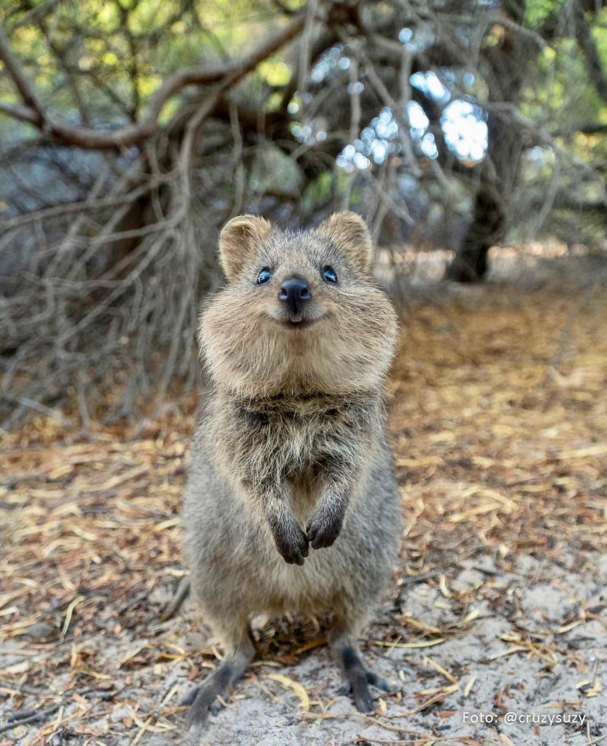 Friendly Quokka